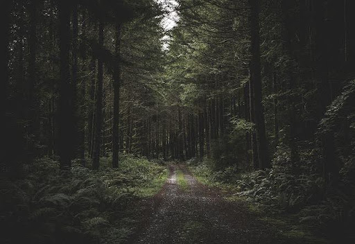 Embracing Wholeness: The Transformative Power of Holistic Healing